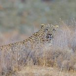 Patience, Peace And Persian Leopards