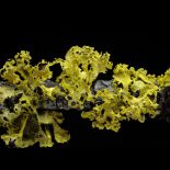 The Meaning Of Lichen