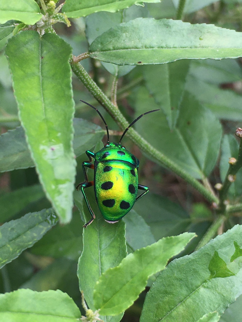 Jewel beetle, next to restored Puducherry Keni pond lake, outside Chennai, Tamil Nadu, India. Restoration work by local NGO Care Earth Trust. Photo by Erica Gies.