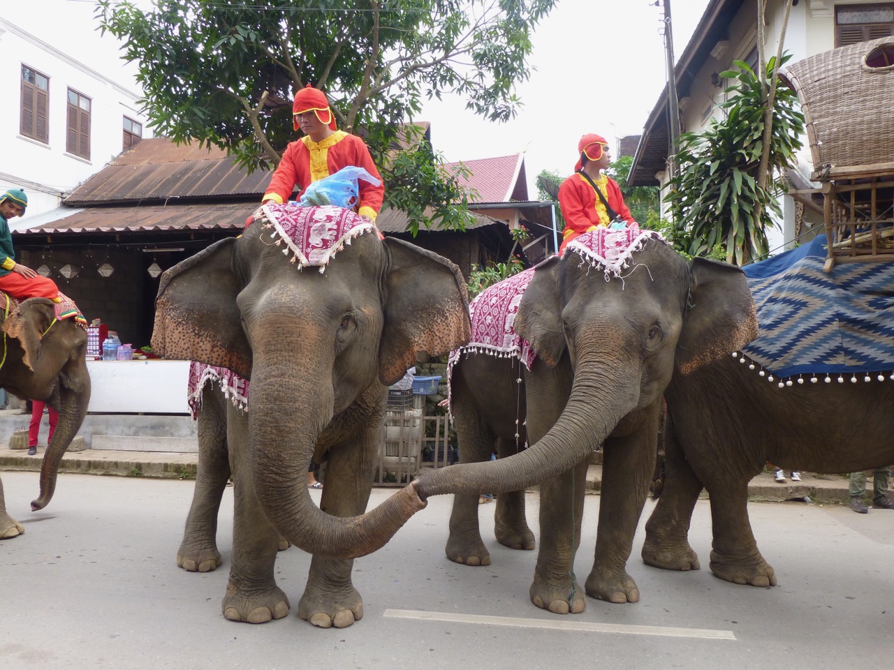In Luang Prabang, Laos, two elephants connect during an elephant caravan that drew locals' attention to the illegal logging that threatens the country’s 900 remaining pachyderms. Photo by Erica Gies.